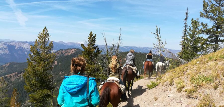 Pack string of horses and mules loaded with gear traveling a narrow mountain trail through the Bob Marshall Wilderness