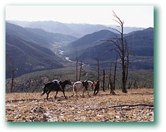 Mules grazing in a mountain valley meadow